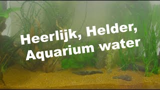 Wonderfully clear, aquarium water. Tips for crystal clear aquarium water