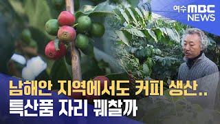 남해안 지역에서도 커피 생산.. 특산품 자리 꿰찰까 -R (230118수/뉴스데스크)