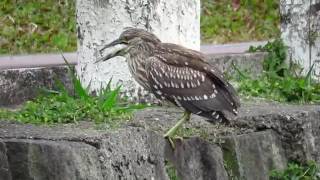 夜鷺亞成鳥吞魚