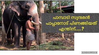 Pampady Sundhran പാപ്പാനോട് പിണങ്ങിയതെന്തിന്#keralaelephant#keralaturisum#pampadyrajan#nattanakadha#