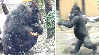 Carrot addiction! Kintaro runs in the snow. Genki collects. Date taken: 2023.1.28