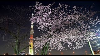 隅田公園　桜　満開　東京スカイツリー ライトアップ   明花　2018　3.11　東日本大震災の復興への思いを込めて