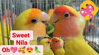 Vlog424 Albs1 Lovers Dito Malabon Pet Market 😍🥰🦜🥰😍