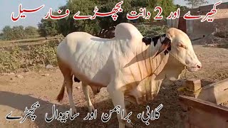 Gulabi, Brahman, Ablag or Sahiwal Kheerayy or 2 dantt Bachryy For Sale || Beautiful janwar