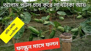 লাখ টাকা আয়। আগাম জাতের পটল চাষ করে। প্রতি কেজি পটল ২০০ টাকা।