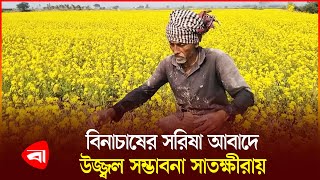 সাতক্ষীরায় উজ্জ্বল সম্ভাবনা দিয়েছে বিনাচাষের সরিষা আবাদে | Satkhira | Mustard Plantation | PB