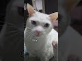 애옹 고양이언어 cat language 그냥 귀여워서