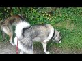 otus chinook siberian huskies