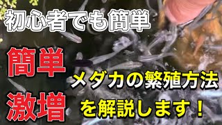 ［初心者メダカ飼育］簡単メダカの産卵　繁殖方法