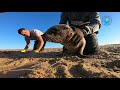 fishing line cutting into baby seal s jaw