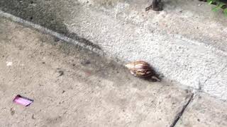 Stop snail abuse(read description)