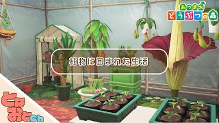 【ハッピーホームパラダイス】植物に囲まれた生活【あつ森】【となおとCh】