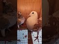 mixing and breeding racing pigeon homer kabutar