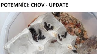 Mouční červi, potemníci potemníkovití: chov - update