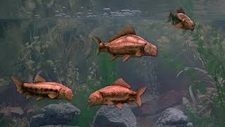 Monty Python Fish Tank