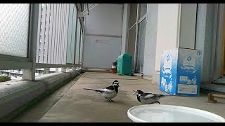 Wagtails pair Sekisuke and Momiko fighting over who gets to eat the snack