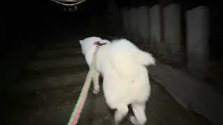 【今日のシロちゃん】我が家の秋田犬シロ(悠真)Akita 🐕２０２４年１２月３０日夜散歩