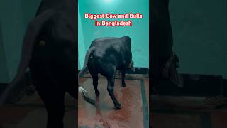 Biggest Sahiwal Bull Grounding 2024 |Cow qurbani | FIRST COW QURBANI OF BAKRA EID #shorts #viral