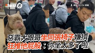 惡霸犬跟哥坐同張椅子嫌擠！狂推他屁股｜寵物動物｜狗｜精選影片