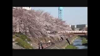 石神井川の桜並木