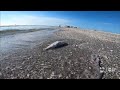 NOAA Oceanographer says this year's red tide season looks similar to 2018