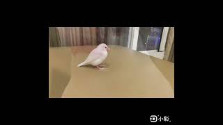 白文鳥才藝表演 文鳥タレントショー