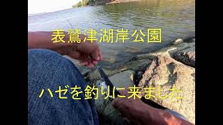 浜名湖の表鷲津湖岸公園でハゼ釣りをしてみました