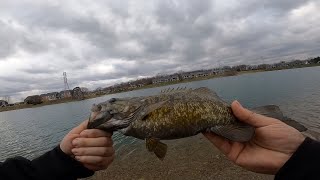 PRESPAWN Bass fishing with a square bill crankbait. (Bank fishing)