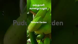 மிகவும் அரிதான ரஸ்தாளி வாழை #puduvaigarden #homegarden #healthbenefitsofbanana