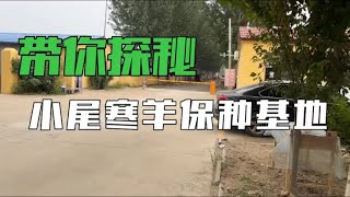 曾经山东最大小尾寒羊养殖场，为何现在存栏量不足三千，不能细品