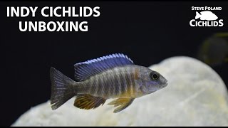 Fish Unboxing: 5 New Peacocks from Indy Cichlids