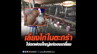 เลี้ยงไก่ในตะกร้า ไข่ดกฟองใหญ่แห่จองเกลี้ยง