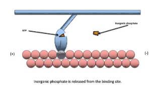 Myosin movement