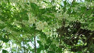 日本みつばちとエゴノキの花