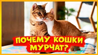 ПОЧЕМУ КОШКИ МУРЧАТ И ЧТО ЭТО ЗНАЧИТ? 🐱