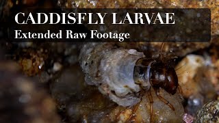 Caddisfly Larvae in a Stream - Raw 4k Footage