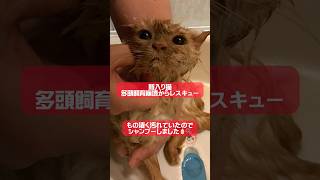 【保護猫】汚れていた猫が綺麗になるまで✨️【多頭飼育崩壊レスキュー/避妊手術大事！】 #猫 #cat #shorts