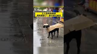 主人怕狗狗淋雨 用纸箱做了一套分体式雨衣 #shorts #热点 #热点新闻 #新闻 #热门