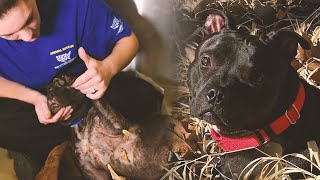 Dogfighting survivor beats the odds