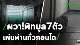 ผวาพิทบูล 7 ตัวเพ่นพ่านทั่วคอนโด | 08-09-63 | ข่าวเช้าหัวเขียว