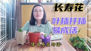 長壽花這樣繁殖15天就能成活，學會了1片葉片就是1盆長壽花