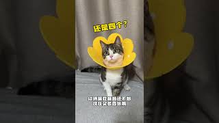 【#布丁仔和泡芙妹的一天】完蛋!噶完蛋才发现噶错猫了....#流浪猫碰瓷 #小奶猫