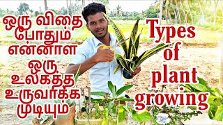 Simple Types of plant growing 🌱 🔥ஒரு விதை போதும் என்னாள ஒரு உலகத்த உருவாக்க முடியும்🔥