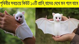 পৃথিবীর সবচেয়ে সুন্দর ১০টি প্রানি,যাদের দেখে মন গলে যাবে আপনারও| 10 Cute Exotic Adorable You Can Pet