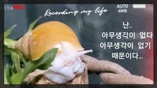 [Funny snail]잠이안깬 달팽이는 못생길때도 있다     (ㅋㅋ나름....멍충미가...♡ )