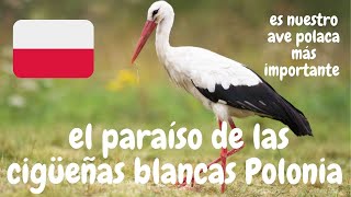 cigüeñas blancas Polonia | Aves de Polonia 🇵🇱