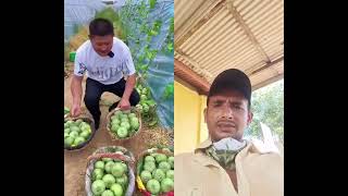 #fruit #harvesting #food #cuttinggarden #satisfying #cucumber #jackfruit #farm #comedy #strcompanyco