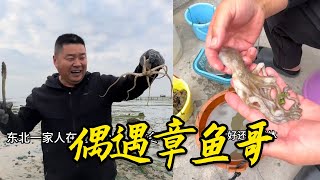 東北一家人在南方小島上過冬～偶遇章魚哥 #智哥家的大米就是香#東北人自帶幽默感 #東北人在南方 #趕海