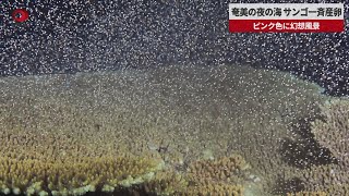 【速報】奄美の夜の海 サンゴ一斉産卵 ピンク色に幻想風景