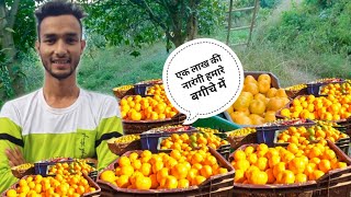 हमारे बगीचे की नारंगी || Pahadi Fruits नारंगी(Orange)|| Pahadi Prakash Goswami